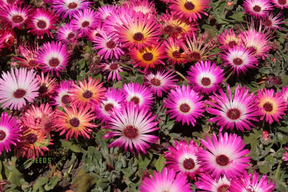 Mesembryanthemum Sunshine Mix in Rock Garden Planting