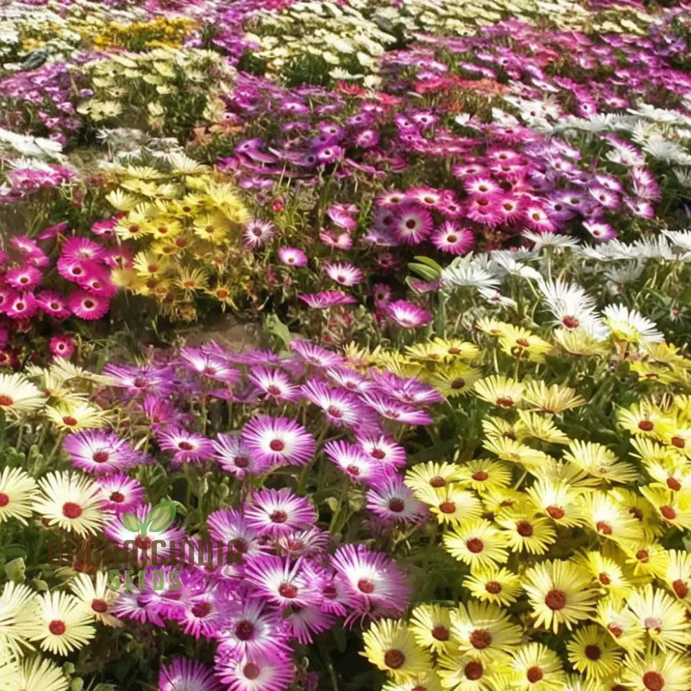 Mesembryanthemum Sparkles Mixed Flower Seeds - Dazzling Array Of Colors For Vibrant Garden Displays