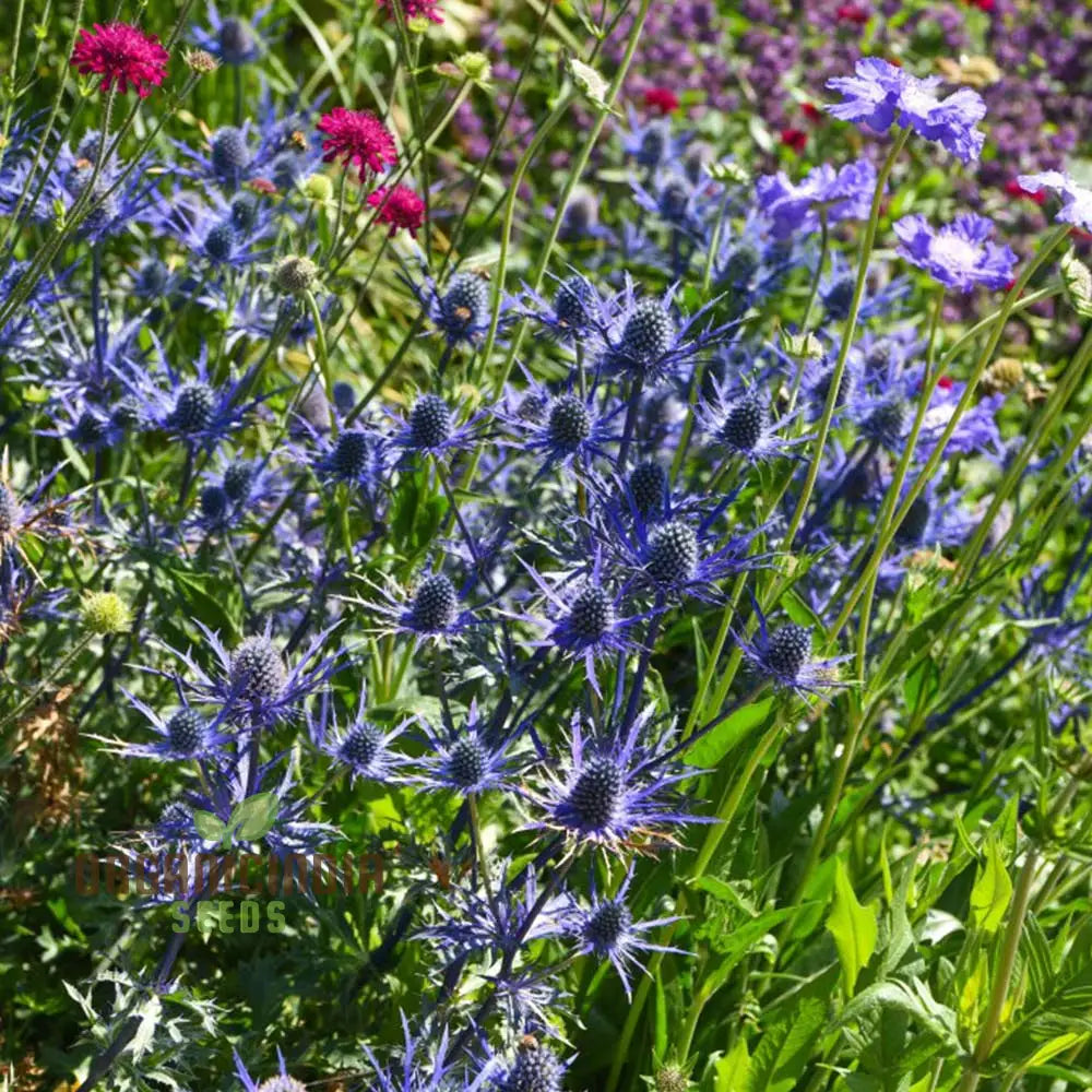 Metal Blue seeds germination in seed tray