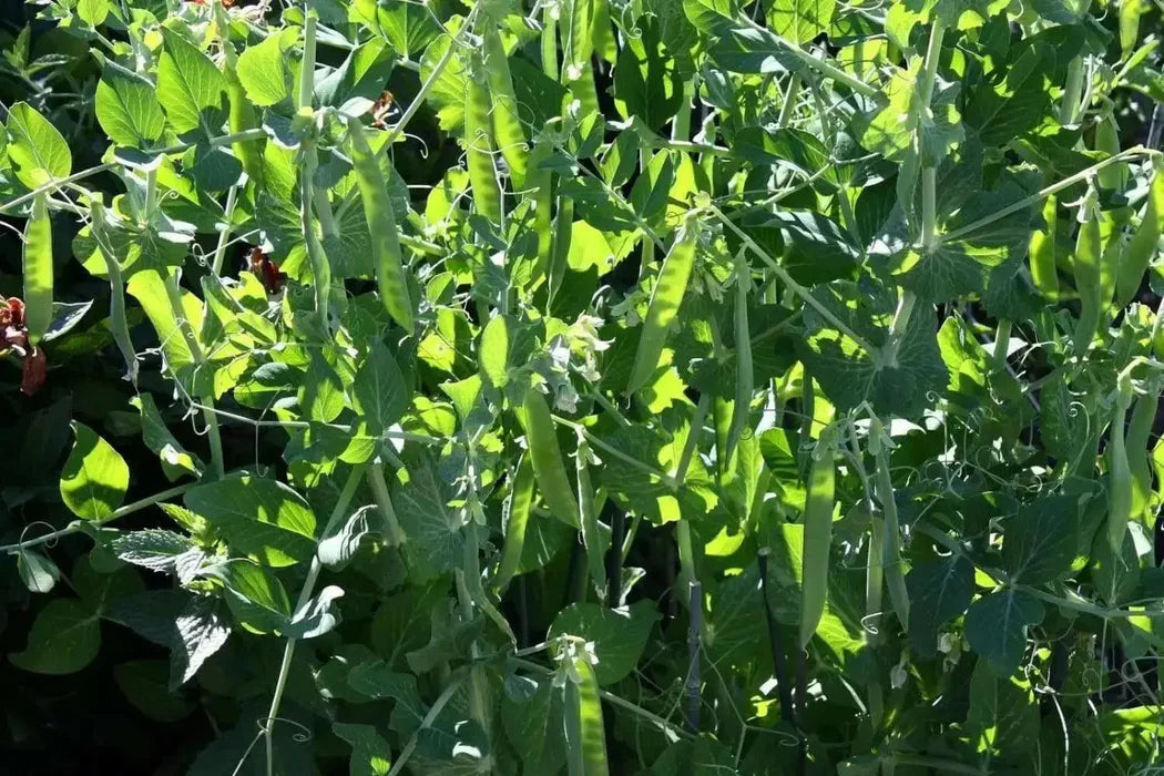 Meteor Pea Seedlings Sprouting in Cool-Season Soil
