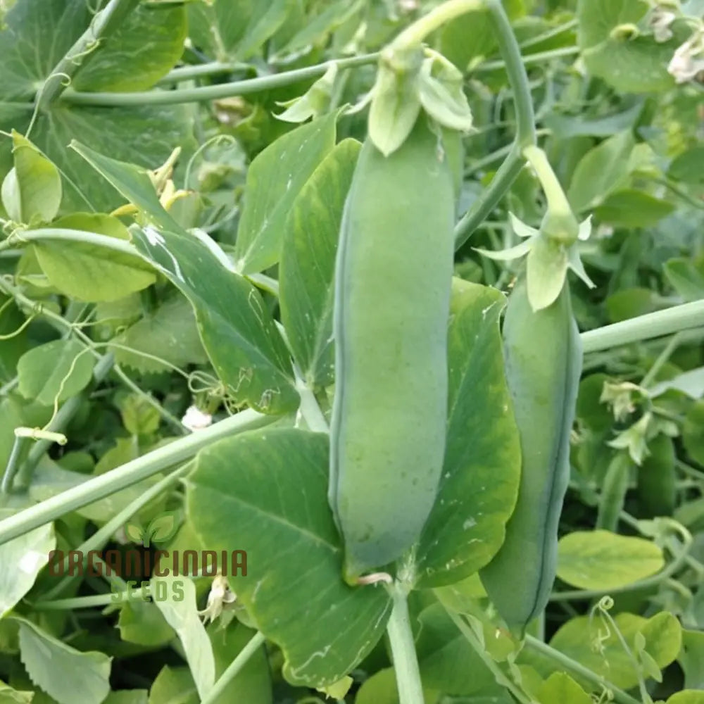 Meteor Snow Pea Seeds with High Germination Rate