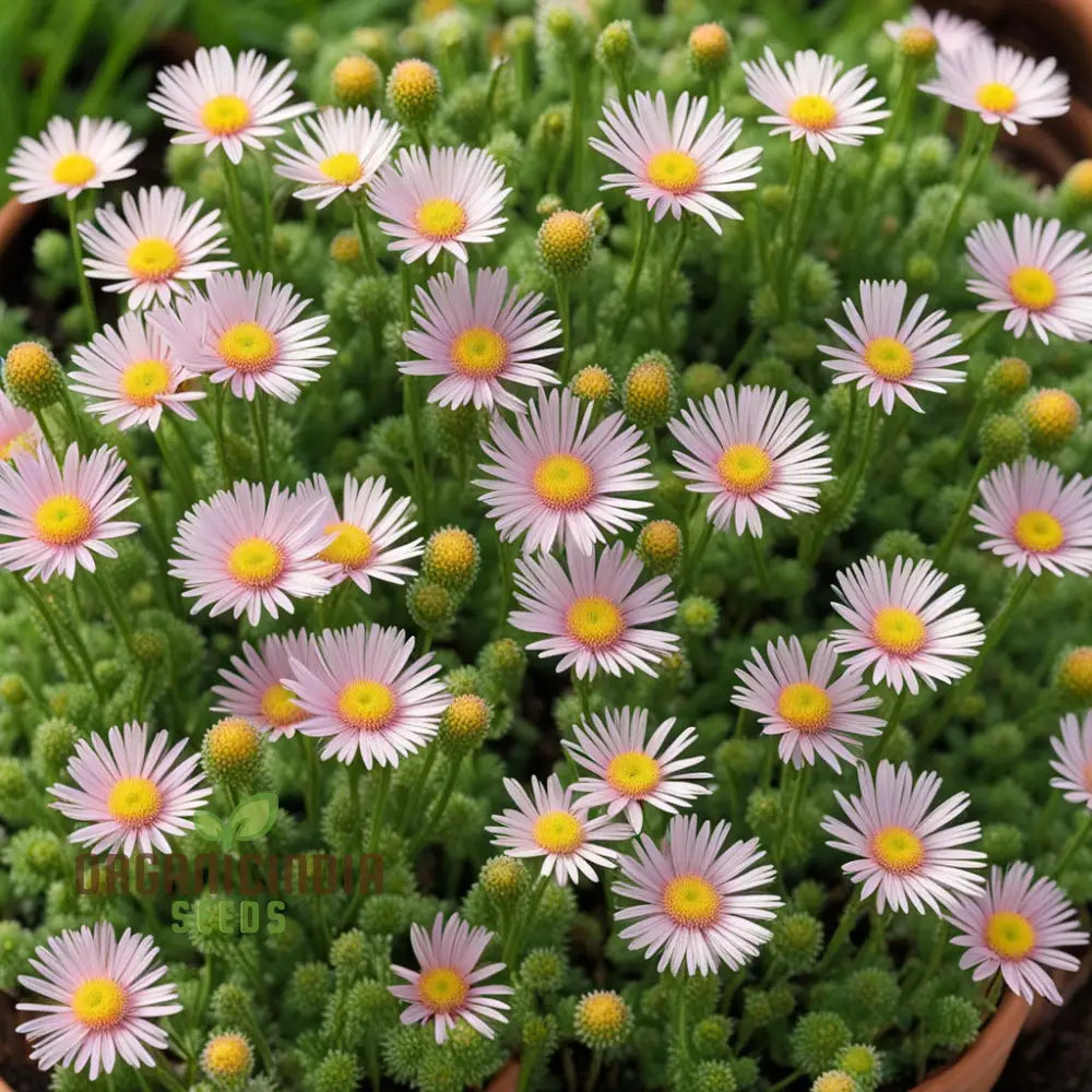 Mexican Fleabane daisy ground cover in bloom