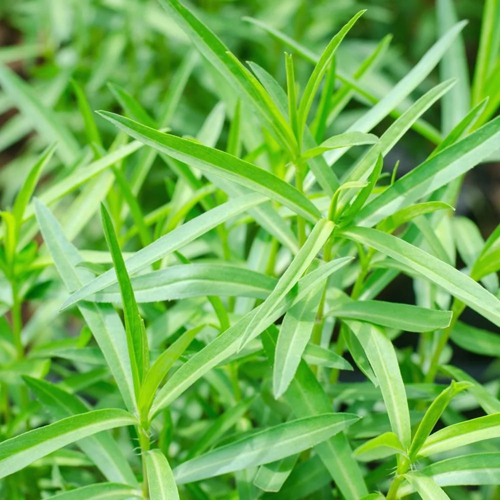 Easy-to-grow Mexican Tarragon seeds for beginner gardeners