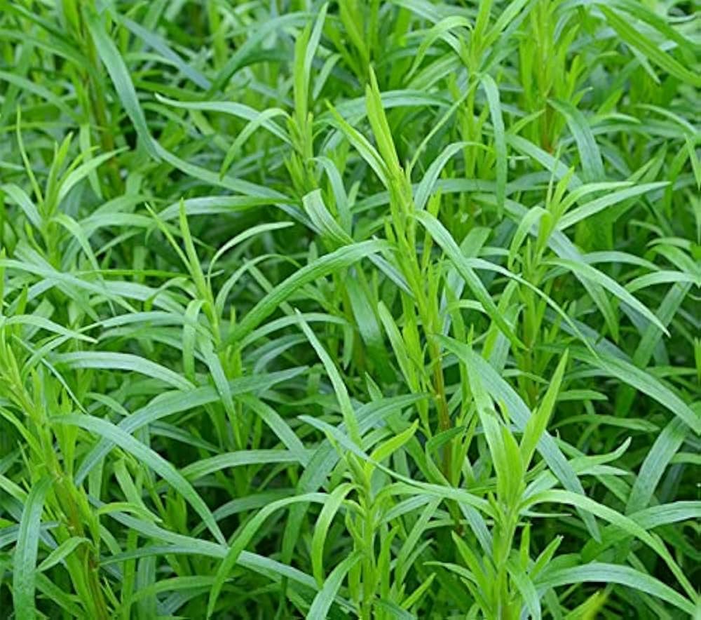 Freshly harvested Mexican Tarragon grown from seeds for cooking