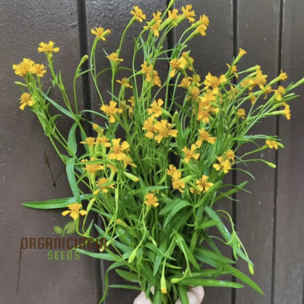 Mexican Tarragon seeds growing fresh culinary herbs in home garden
