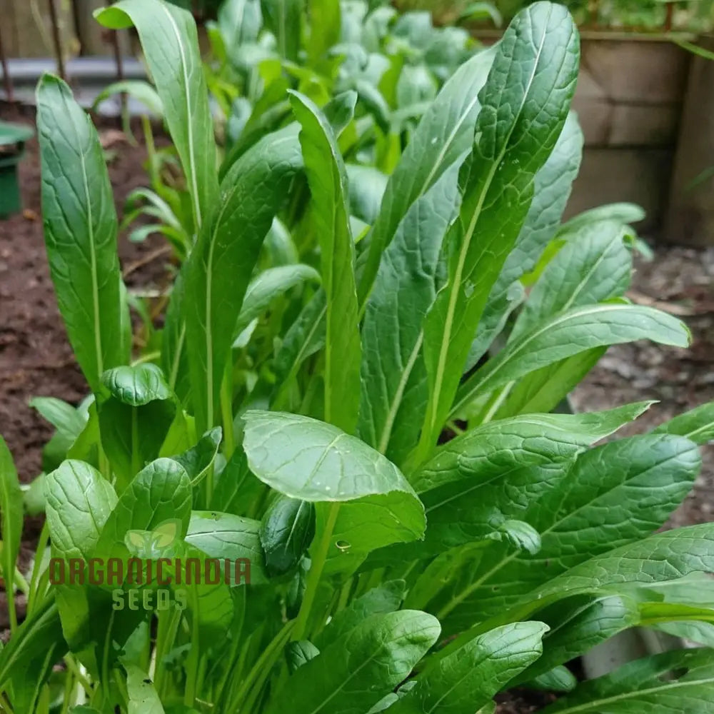 Organic Mibuna Seeds for Planting, Easy-to-Grow Leafy Greens