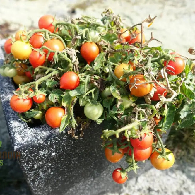 Mature Micro Tom Tomato Plant from Seeds, High-Yield Mini Tomato