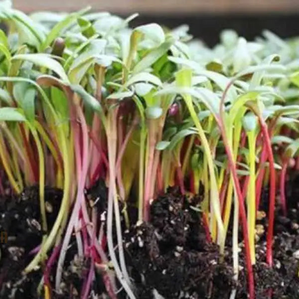 Fresh Microgreen Rainbow Blend Harvest from Home Garden Seeds
