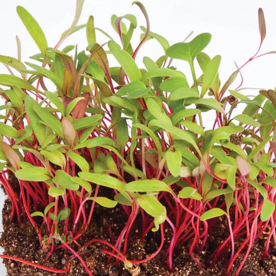 Microgreen Rainbow Blend Seeds for Planting, Indoor Gardening Kit