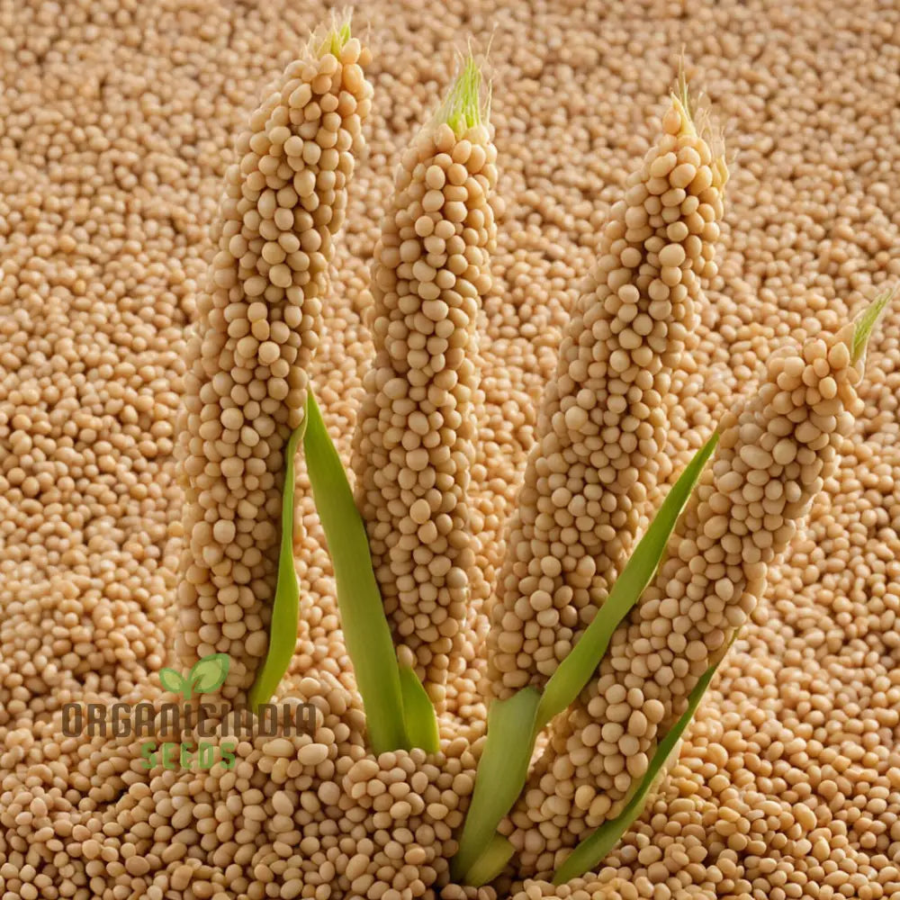 Harvested Golden Harvest Millet Grains from Seeds, Nutrient-Rich Staple Crop