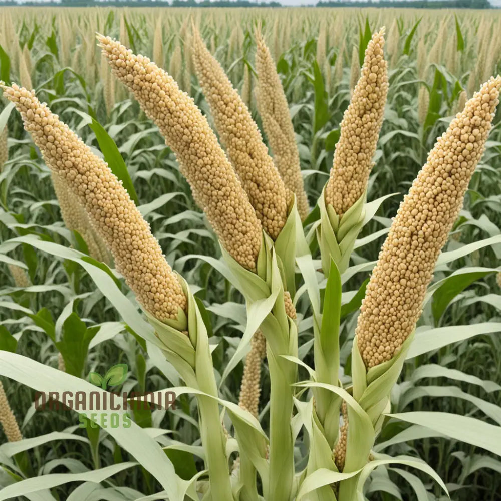 Golden Harvest Millet Seeds for Home Garden, Nutrient-Rich Brown Top Millet Seeds