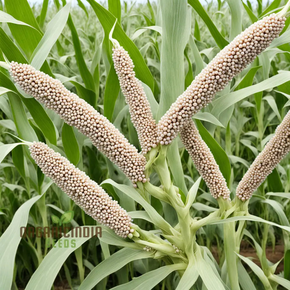 Millet Plants Growing from Seeds, Sustainable Grain Gardening