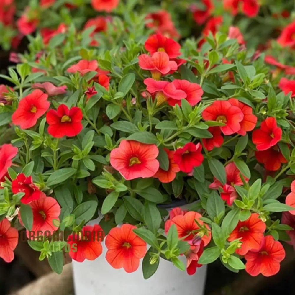 Million Bells red trailing plant seeds