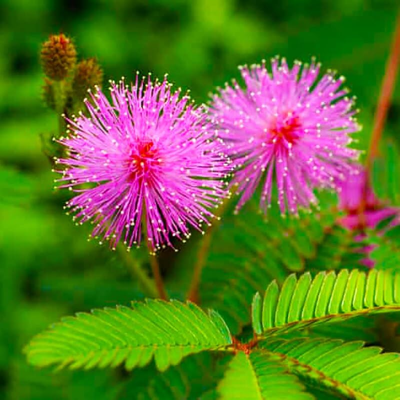 Mimosa Pudica Seeds for Sensitive Plant Gardening and Delicate Blooms