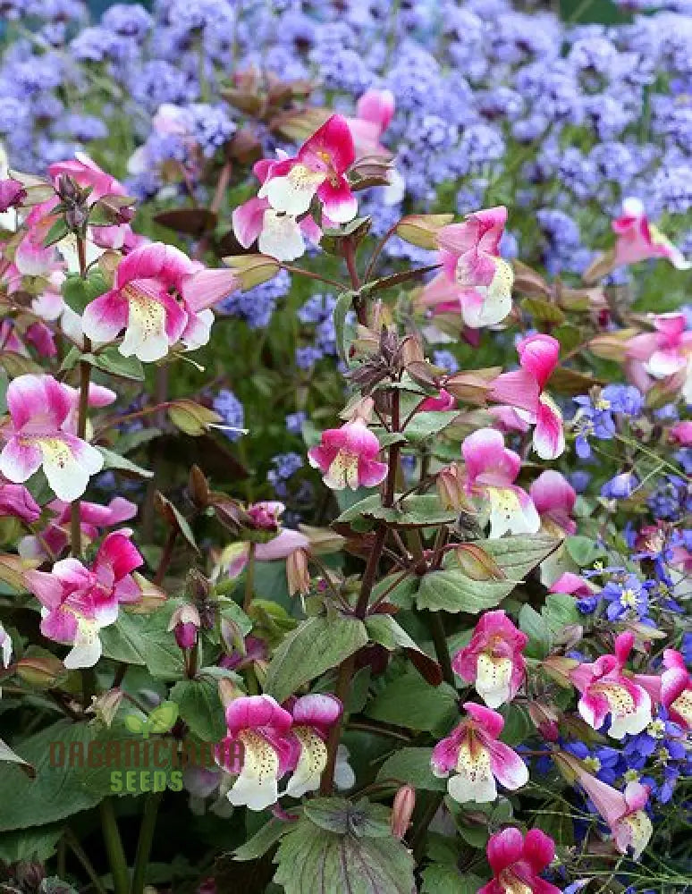Mimulus Naiadandus Flower Seeds For Planting Rare Vibrant Garden Beautiful Blooms Seeds