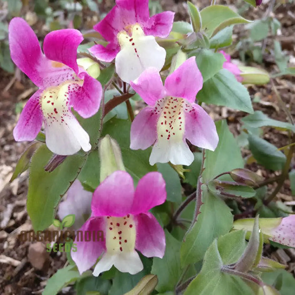 Mimulus Naiadandus Flower Seeds For Planting Rare Vibrant Garden Beautiful Blooms Seeds