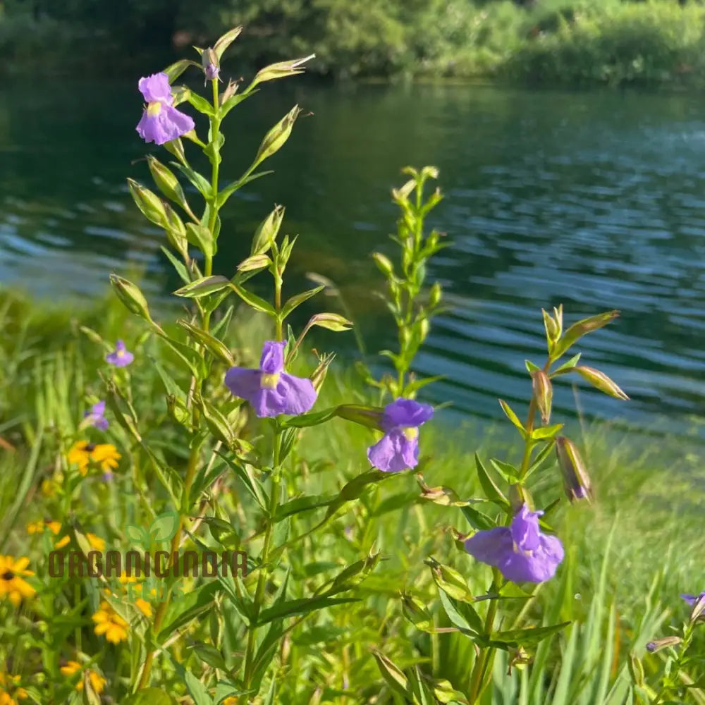 Mimulus Ringens Flower Seeds For Planting Vibrant Wildflower Garden Seeds