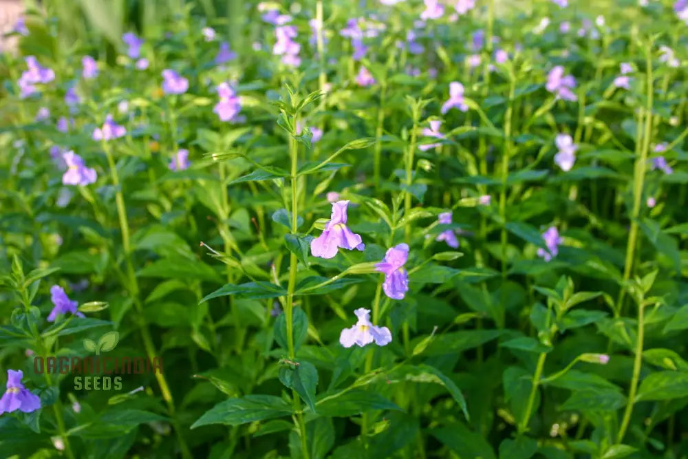 Mimulus Ringens Flower Seeds For Planting Vibrant Wildflower Garden Seeds