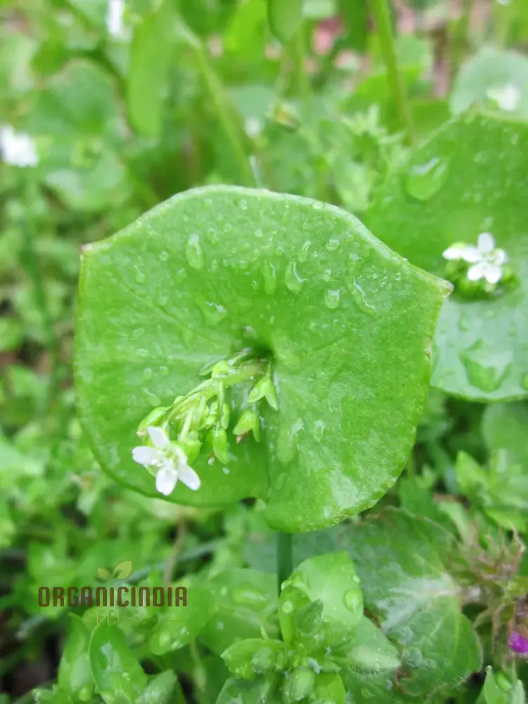 Fresh Miner’s Lettuce Leaves for Salad Greens