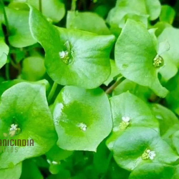 Healthy Miner’s Lettuce Plant, Organic Garden Greens