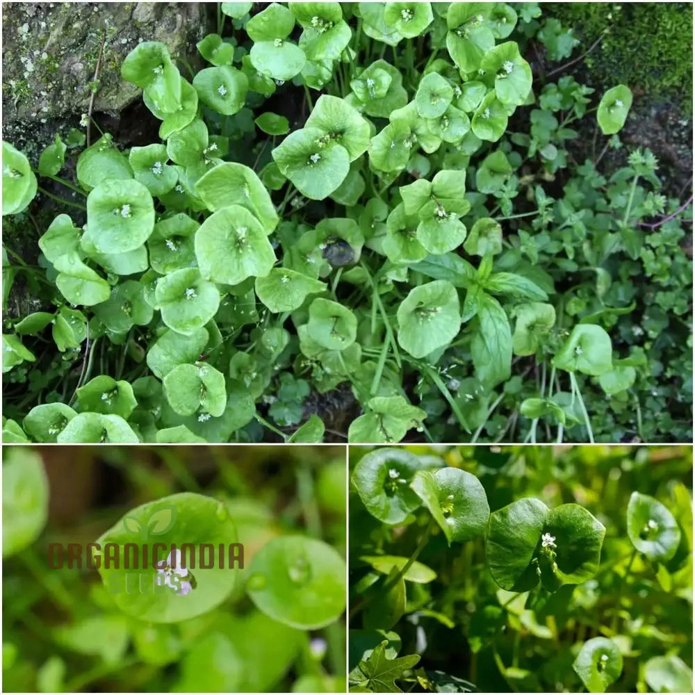 Miner’s Lettuce Seeds, Claytonia perfoliata Seeds for Home Garden