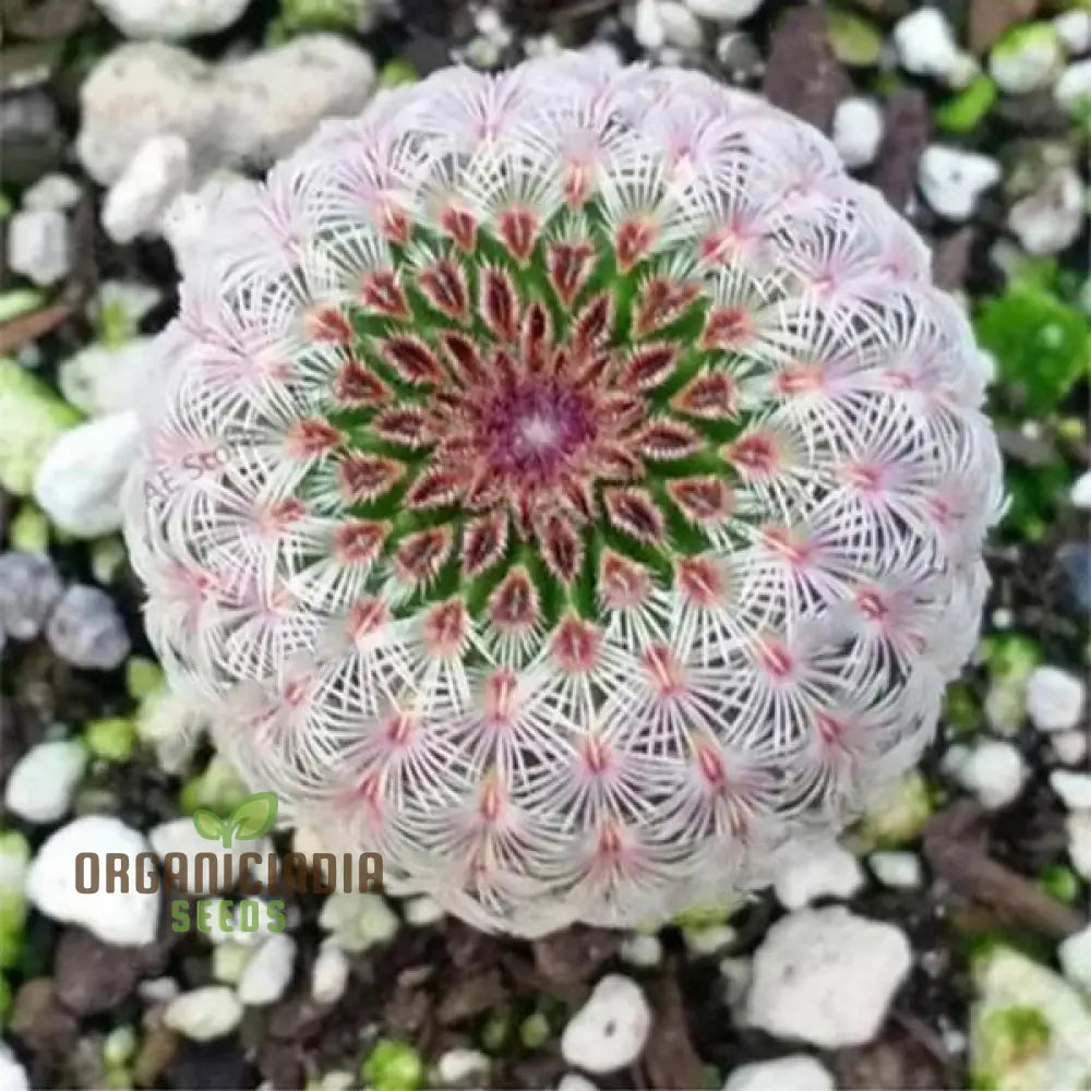 Mini Cactus Prickly Pear Japanese Succulent Seeds For Planting (100 Pcs) Flower Seeds