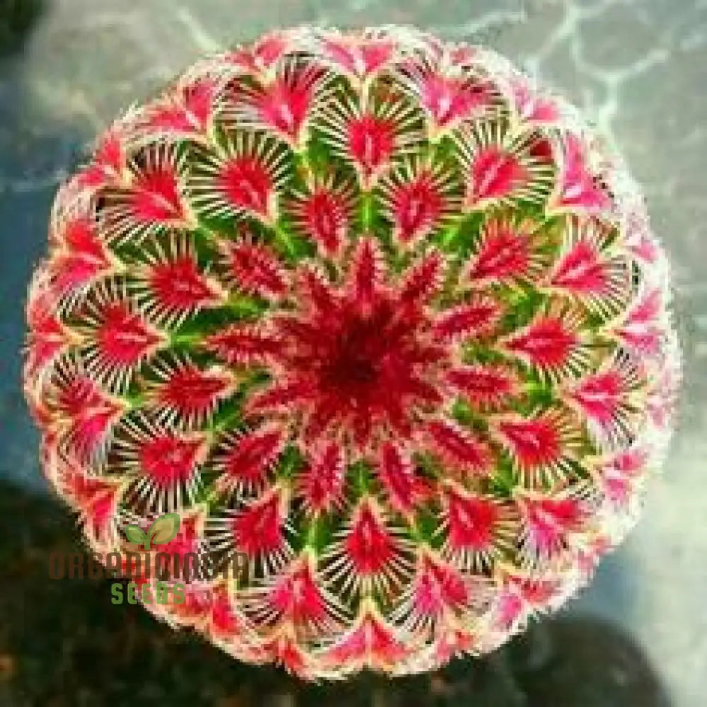 Mini Cactus Prickly Pear Japanese Succulent Seeds For Planting (100 Pcs) Flower Seeds