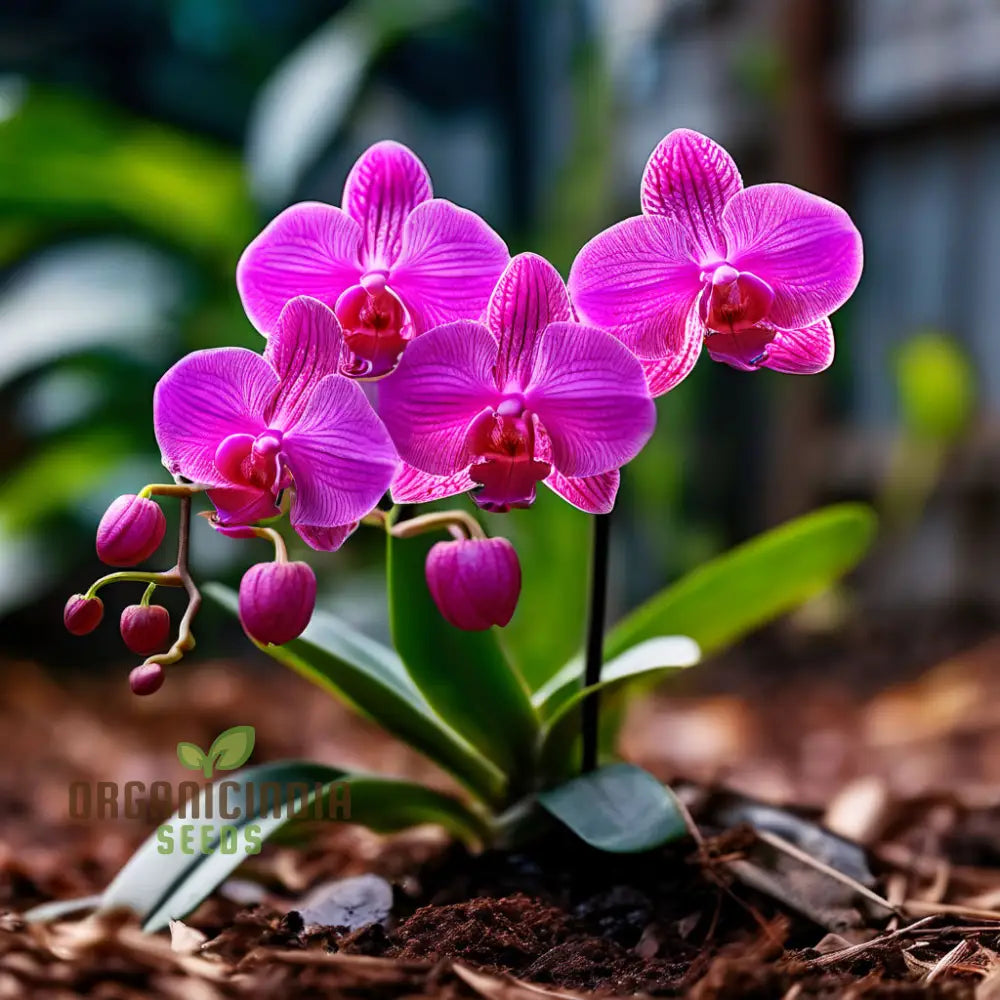 Mini Orchid Seeds for Indoor Gardens