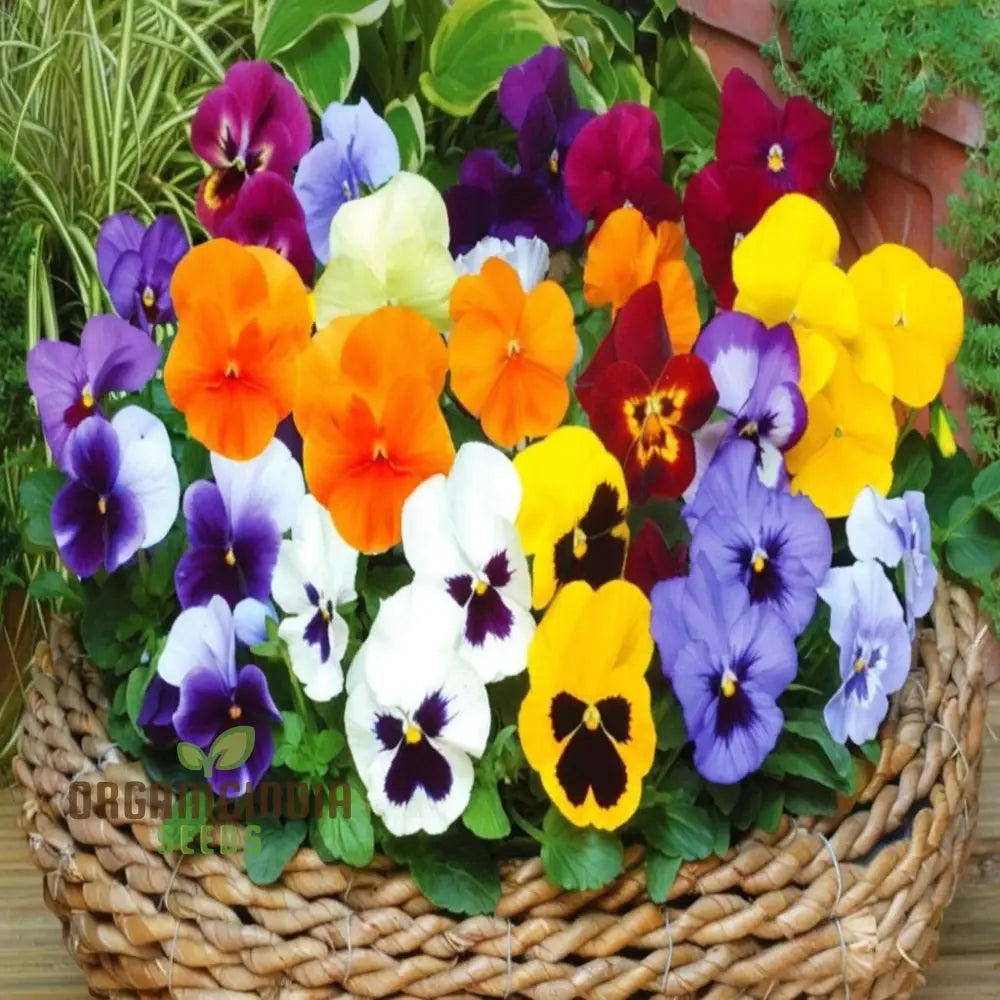 Mini Pansy Flower Seeds for Colorful Garden Blooms