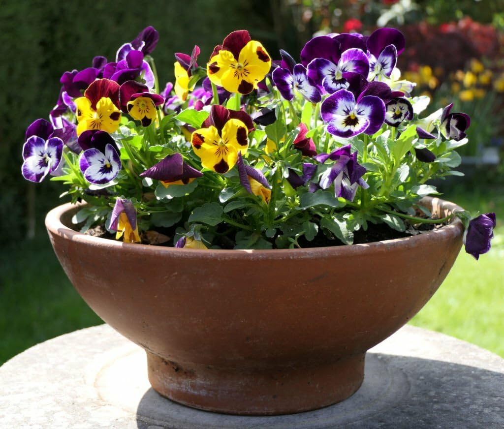 Mini Pansy Seeds for Cool Season Flower Gardening