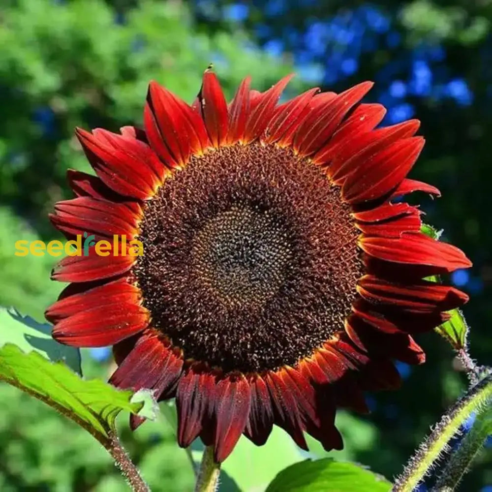 Mini Sunflower Seeds Dwarf Variety for Home Gardening