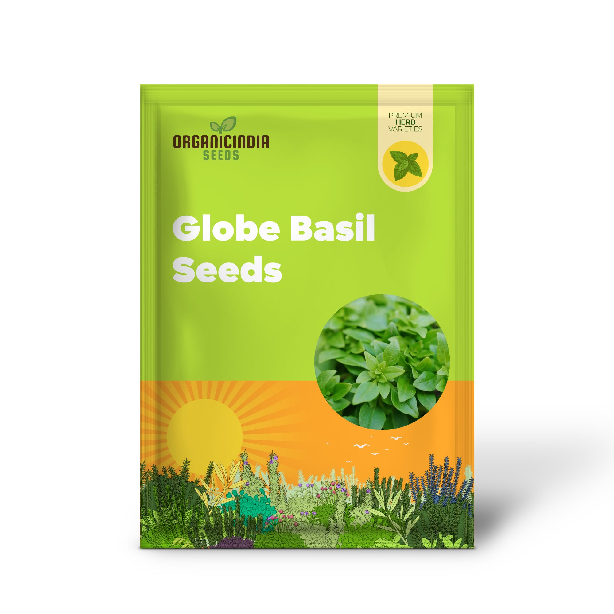 Miniature Globe Basil Plant with Compact Round Growth