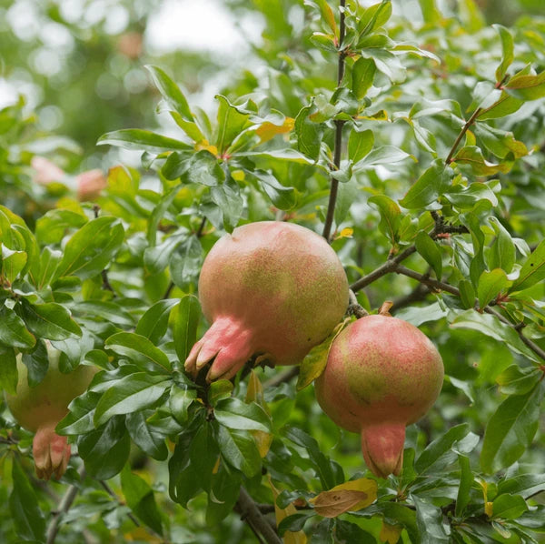 Miniature pomegranate fruits on dwarf tree