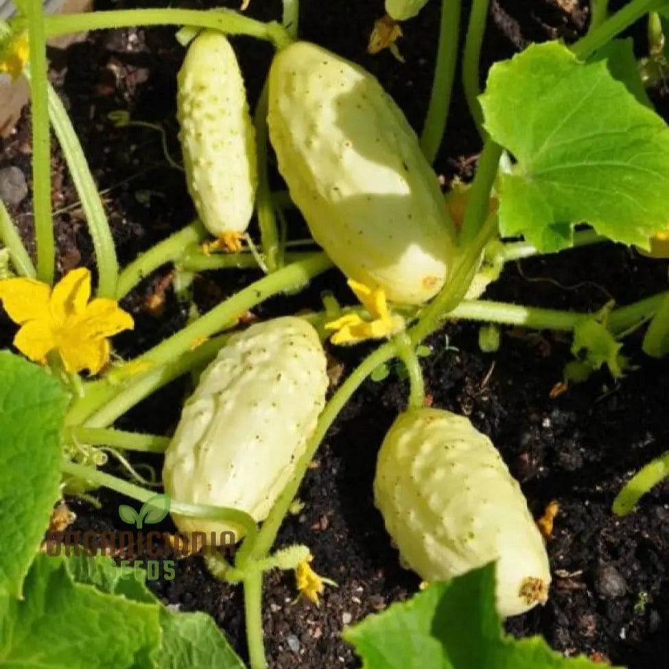 Miniature White Cucumber Plants from Seeds, Compact Garden Cucumber Variety
