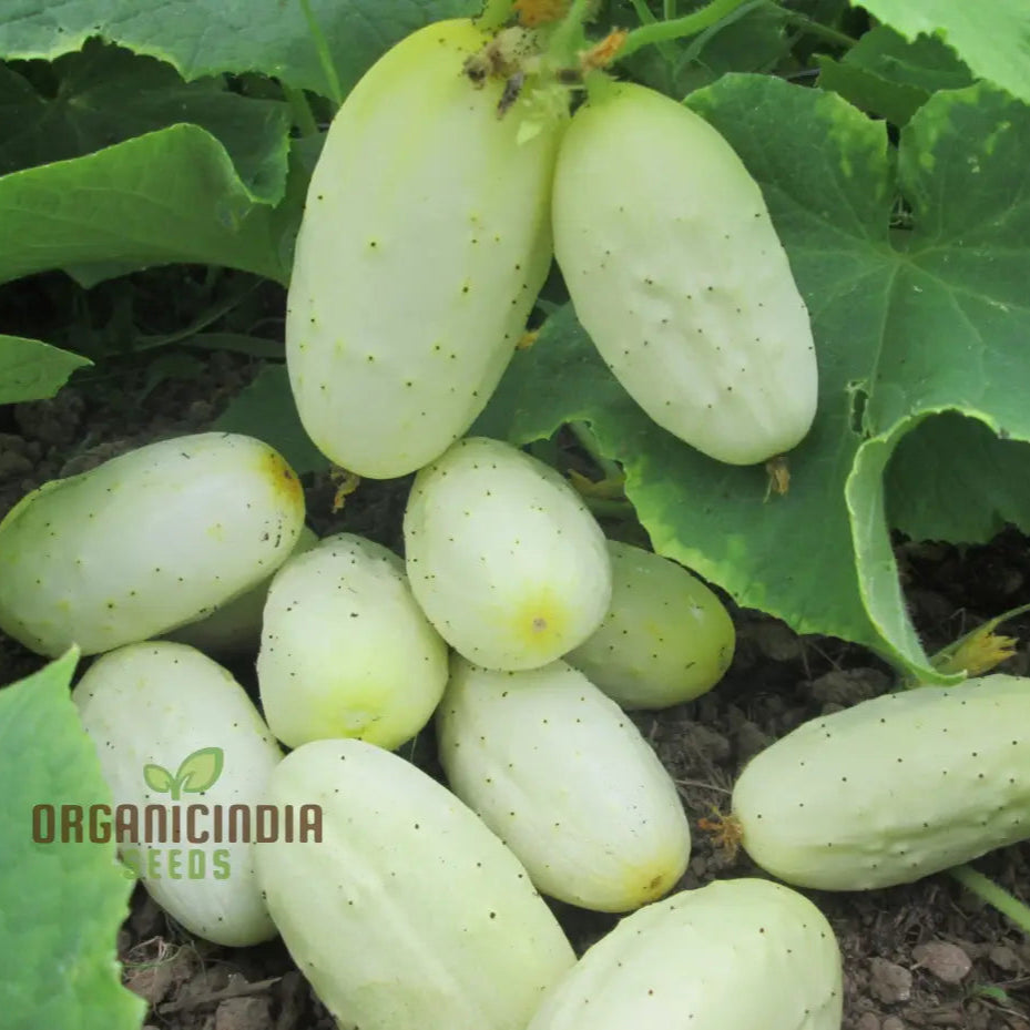 Miniature White Cucumber Seeds Packet for Planting, Compact Cucumber Variety