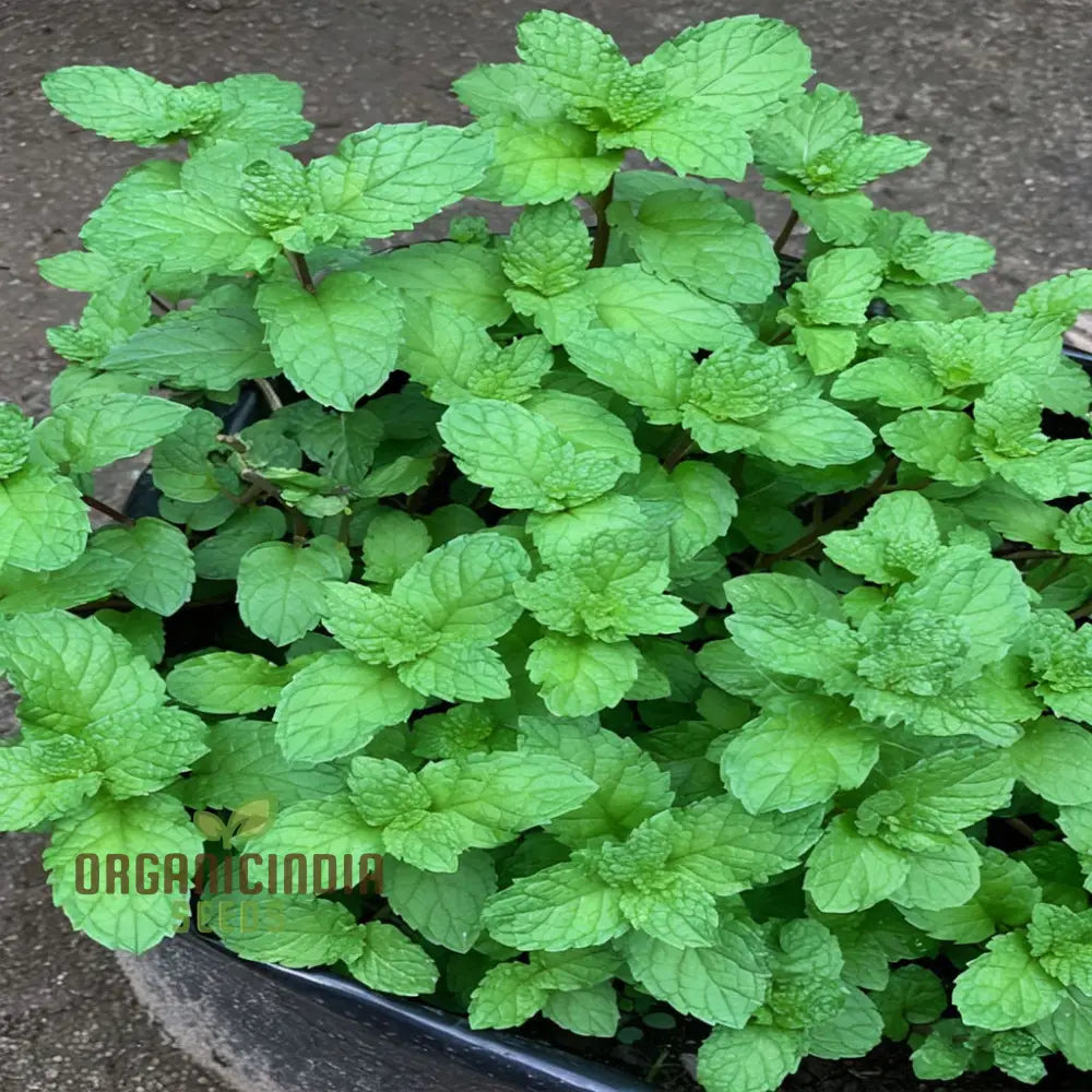 Mint Spicata Seeds for Planting Fresh Culinary Herb