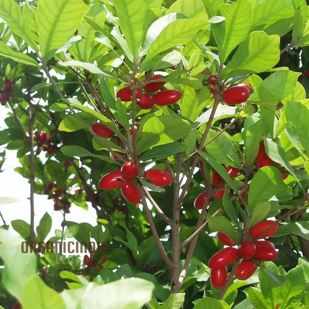 Miracle Berry Seeds for Planting Tropical Flavor-Changing Fruit