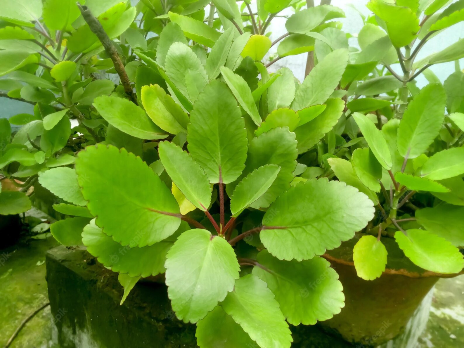 Miracle Leaf Bryophyllum Seeds for Tropical Gardening