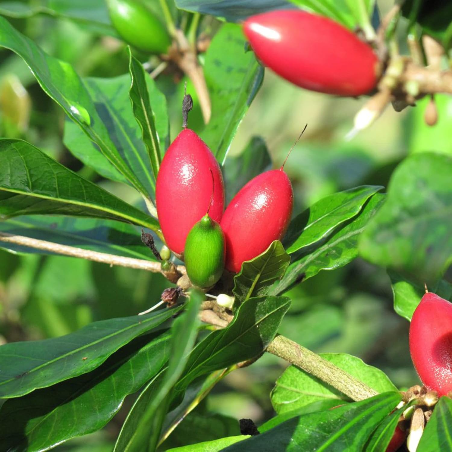 Close-up of Miracle Berry fruit, Synsepalum Dulcificum seeds