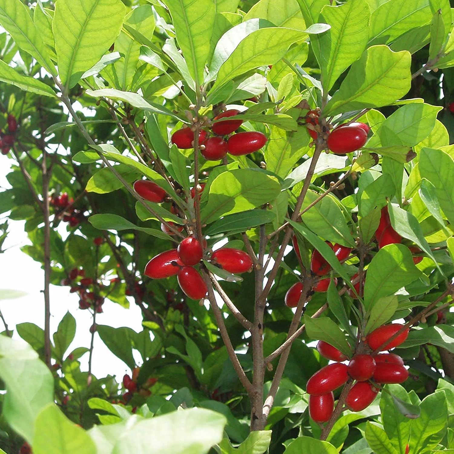 Mature Miracle Berry Tree with red berries, outdoor planting seeds