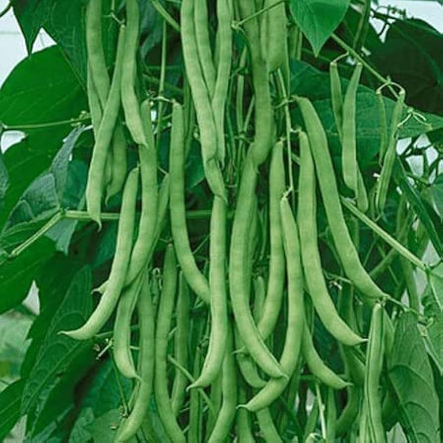 Missouri Wonder Pole Bean Seeds for Garden, High-Yield Climbing Bean Seeds