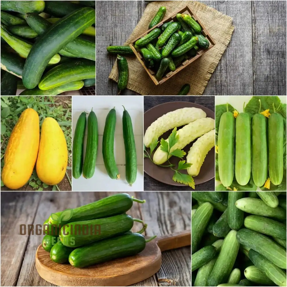 Mix Cucumber Seeds for Planting, Premium Quality Garden Seeds