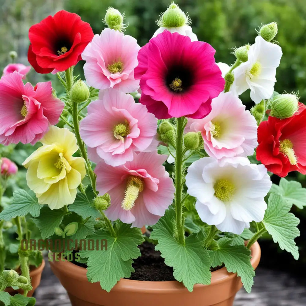 Mixed Alcea Flower Seeds For Planting– Elevate Your Gardening Experience With A Vibrant Array Of