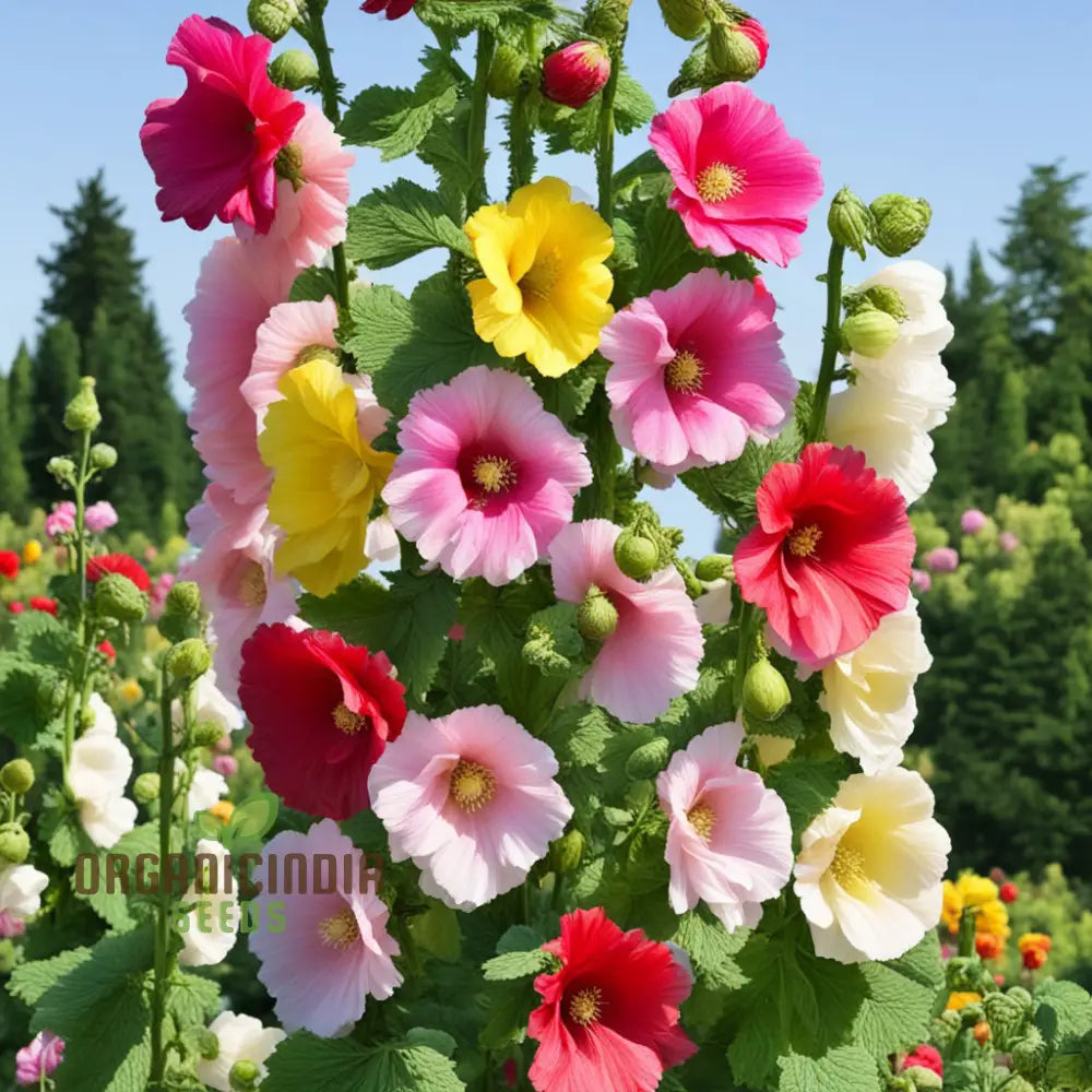 Mixed Alcea Flower Seeds For Planting– Elevate Your Gardening Experience With A Vibrant Array Of