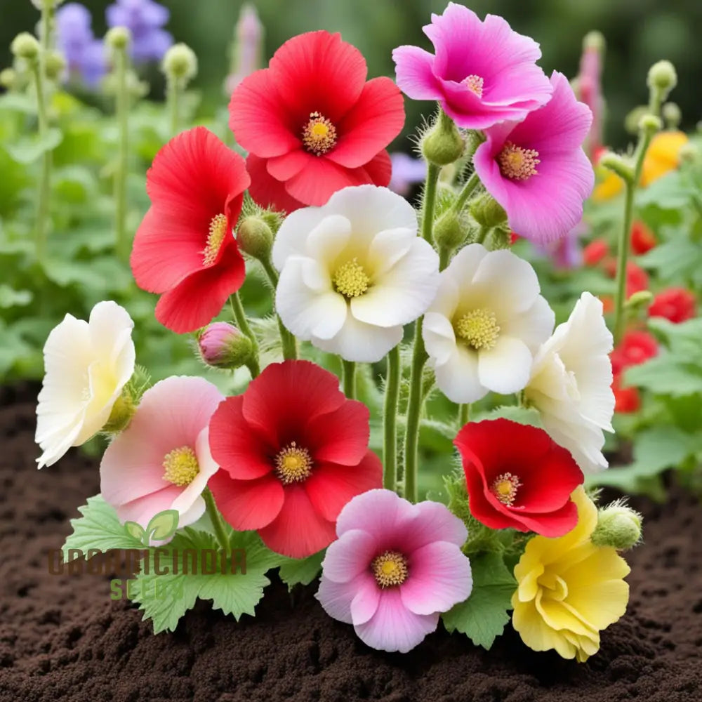 Mixed Alcea Flower Seeds For Planting– Elevate Your Gardening Experience With A Vibrant Array Of