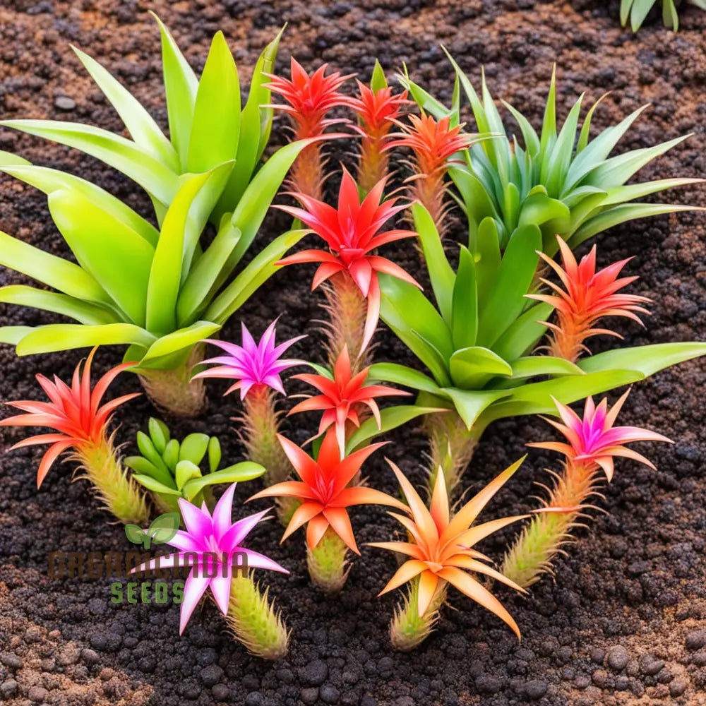 Mixed Bromeliad seeds for planting vibrant blooms