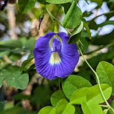 Mixed Color Butterfly Pea Seeds for Outdoor Flower Gardens