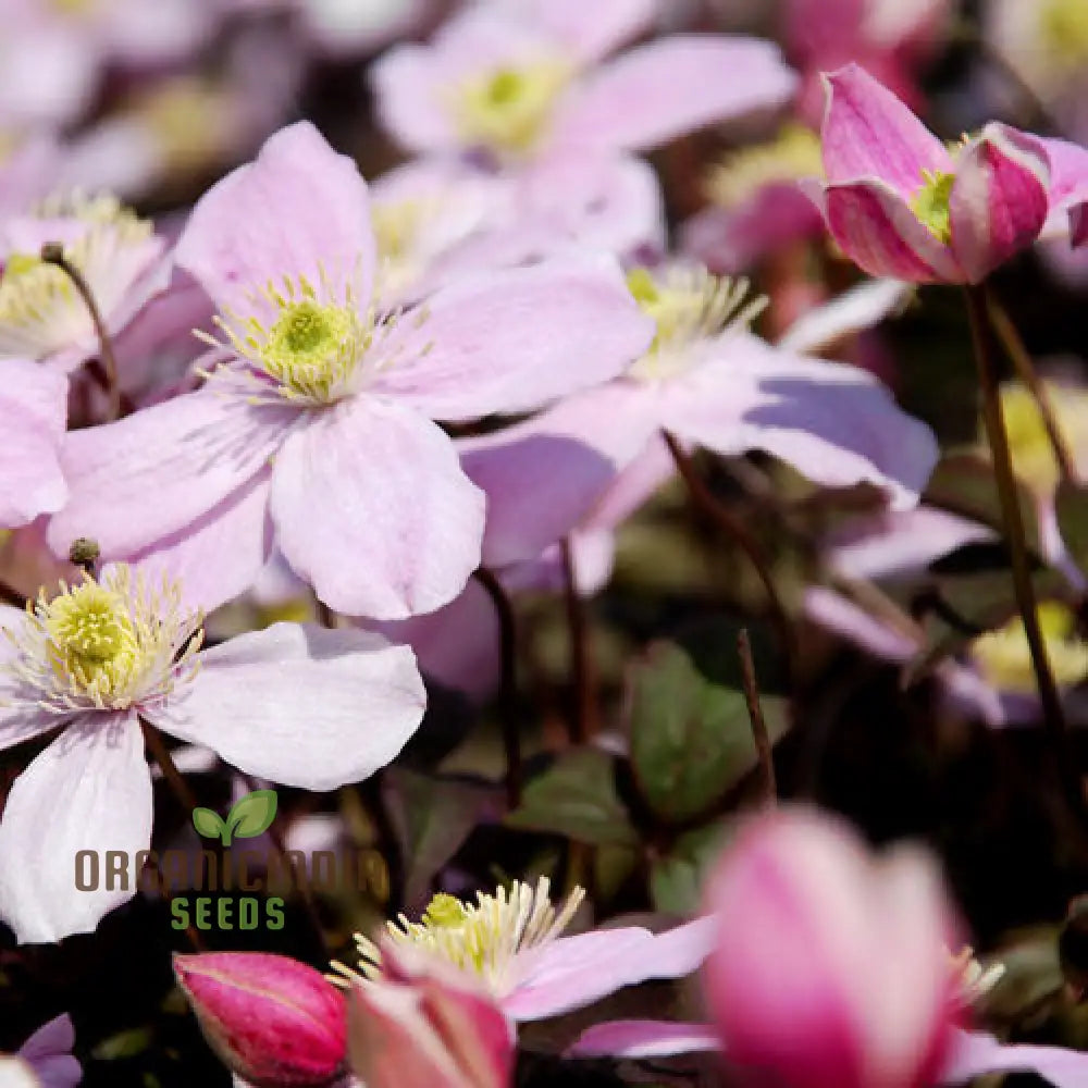 Mixed color clematis flower seeds for outdoor gardening
