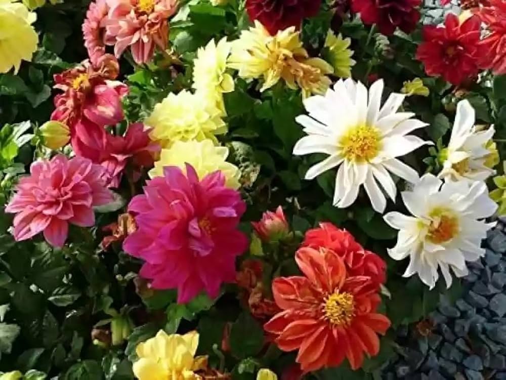 Mixed color dahlia garden seeds for landscaping