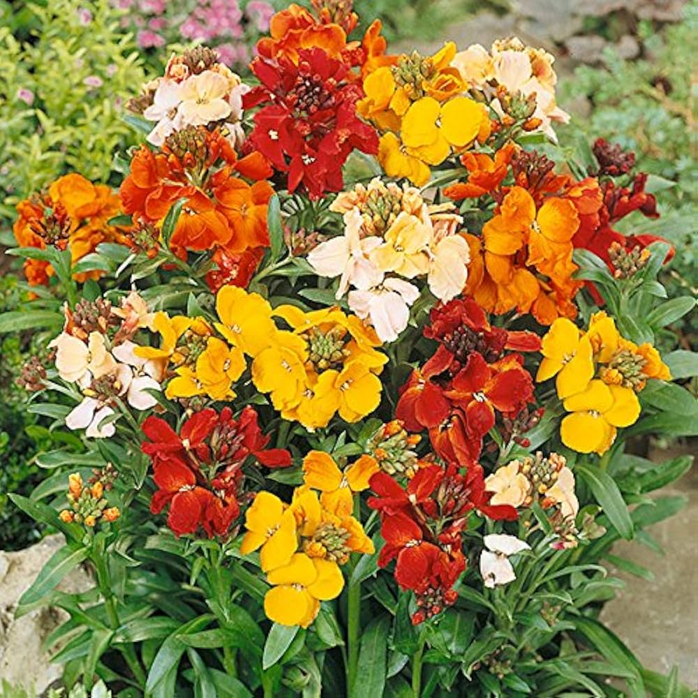 Mixed color erysimum seeds for vibrant garden beds